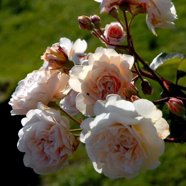 'Buff Beauty' Rosa Moschata 'Buff Beauty' (Moskusrose) A-Kvalitet,- Barrods Roser Min. 3 Grene 3 'Buff Beauty' Rosa Moschata 'Buff Beauty' (Moskusrose) A-Kvalitet,- Barrods Roser Min. 3 Grene - Billede 3