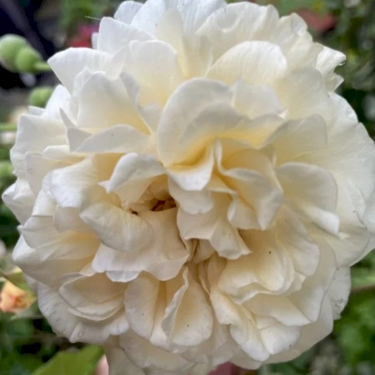 'Buff Beauty' Rosa Moschata 'Buff Beauty' (Moskusrose) A-Kvalitet,- Barrods Roser Min. 3 Grene 4 'Buff Beauty' Rosa Moschata 'Buff Beauty' (Moskusrose) A-Kvalitet,- Barrods Roser Min. 3 Grene - Billede 4