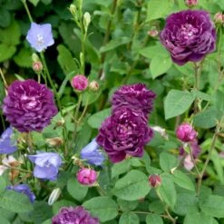 'Cardinal De Richelieu' Rosa Gallica 'Cardinal De Richelieu' (Gallicarose) A-Kvalitet,- Barrods Roser Min. 3 Grene -Osmo Salgsbutik p871 52324 rosa gallica cardinal de richelieu gallicarose 9de1