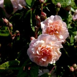 'Cornelia' Rosa Moschata 'Cornelia' (Moskusrose) A-Kvalitet,- Barrods Roser Min. 3 Grene