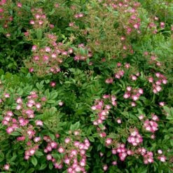 'Cornelia' Rosa Moschata 'Cornelia' (Moskusrose) A-Kvalitet,- Barrods Roser Min. 3 Grene -Osmo Salgsbutik p875 52352 rosa moschata cornelia moschatarose 7196