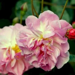 'Cornelia' Rosa Moschata 'Cornelia' (Moskusrose) A-Kvalitet,- Barrods Roser Min. 3 Grene -Osmo Salgsbutik p875 52353 rosa moschata cornelia moschatarose 33d7