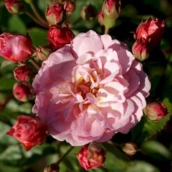 'Cornelia' Rosa Moschata 'Cornelia' (Moskusrose) A-Kvalitet,- Barrods Roser Min. 3 Grene -Osmo Salgsbutik p875 52354 rosa moschata cornelia moschatarose 247f