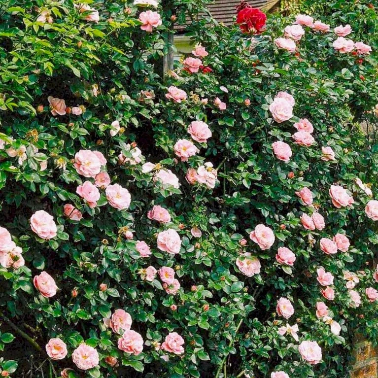 'Gerbe Rose' Rosa Wichuraiana 'Gerbe Rose' (Slyngrose) A-Kvalitet,- Barrods Roser Min. 3 Grene 3 'Gerbe Rose' Rosa Wichuraiana 'Gerbe Rose' (Slyngrose) A-Kvalitet,- Barrods Roser Min. 3 Grene - Billede 3