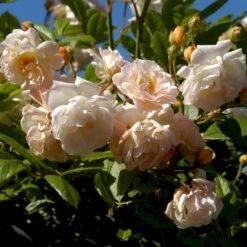 'Ghislaine De Féligonde' Rosa Moschata 'Ghislaine De Féligonde' (Moskusrose) A-Kvalitet,- Barrods Roser Min. 3 Grene -Osmo Salgsbutik p883 52401 rosa moschata ghislaine de feligonde moschatarose 78da
