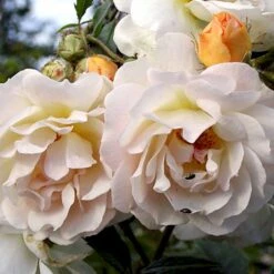 'Ghislaine De Féligonde' Rosa Moschata 'Ghislaine De Féligonde' (Moskusrose) A-Kvalitet,- Barrods Roser Min. 3 Grene -Osmo Salgsbutik p883 52402 rosa moschata ghislaine de feligonde moschatarose 47ee