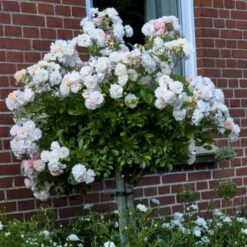 'Ghislaine De Féligonde' Rosa Moschata 'Ghislaine De Féligonde' (Moskusrose) A-Kvalitet,- Barrods Roser Min. 3 Grene -Osmo Salgsbutik p883 52403 rosa moschata ghislaine de feligonde moschatarose 3f94