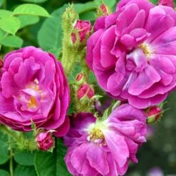 'Henri Martin' Rosa Centifolia Muscosa 'Henri Martin' (Mosrose) A-Kvalitet,- Barrods Roser Min. 3 Grene -Osmo Salgsbutik p884 52427 rosa centifolia muscosa henri martin mosrose 9a4c