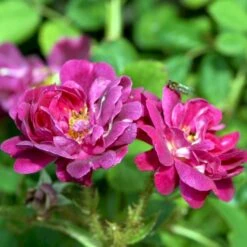 'Henri Martin' Rosa Centifolia Muscosa 'Henri Martin' (Mosrose) A-Kvalitet,- Barrods Roser Min. 3 Grene -Osmo Salgsbutik p884 52428 rosa centifolia muscosa henri martin mosrose 91cc