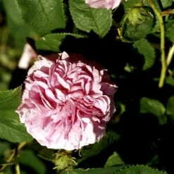 'Ispahan' Rosa Damascena 'Ispahan' (Damascenerrose) A-Kvalitet,- Barrods Roser Min. 3 Grene