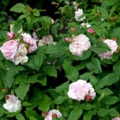 'Jacques Cartier' Rosa Portlandica 'Jacques Cartier' (Portlandrose) A-Kvalitet,- Barrods Roser Min. 3 Grene -Osmo Salgsbutik p887 52438 rosa portlandica jacques cartier portlandrose c973