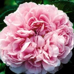 'Jacques Cartier' Rosa Portlandica 'Jacques Cartier' (Portlandrose) A-Kvalitet,- Barrods Roser Min. 3 Grene -Osmo Salgsbutik p887 52439 rosa portlandica jacques cartier portlandrose c652