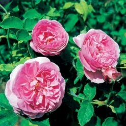 'Louise Odier' Rosa Bourboniana 'Louise Odier' (Bourbonrose) A-Kvalitet,- Barrods Roser Min. 3 Grene -Osmo Salgsbutik p889 52448 rosa bourboniana louise odier bourbonrose c27f