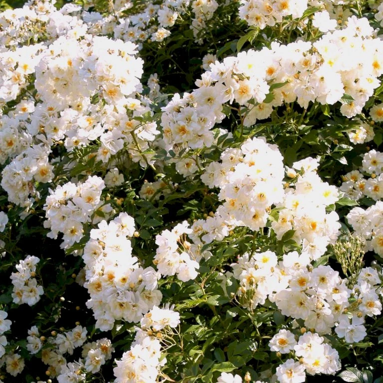 'Lykkefund' Rosa Helenae 'Lykkefund' (Slyngrose) A-Kvalitet,- Barrods Roser Min. 3 Grene 1 'Lykkefund' Rosa Helenae 'Lykkefund' (Slyngrose) A-Kvalitet,- Barrods Roser Min. 3 Grene