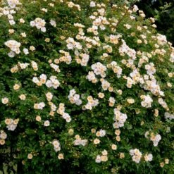 'Lykkefund' Rosa Helenae 'Lykkefund' (Slyngrose) A-Kvalitet,- Barrods Roser Min. 3 Grene 12 'Lykkefund' Rosa Helenae 'Lykkefund' (Slyngrose) A-Kvalitet,- Barrods Roser Min. 3 Grene -Osmo Salgsbutik p890 52450 rosa helenae lykkefund slyngrose ffb4
