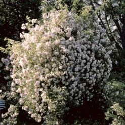 'Lykkefund' Rosa Helenae 'Lykkefund' (Slyngrose) A-Kvalitet,- Barrods Roser Min. 3 Grene 13 'Lykkefund' Rosa Helenae 'Lykkefund' (Slyngrose) A-Kvalitet,- Barrods Roser Min. 3 Grene -Osmo Salgsbutik p890 52451 rosa helenae lykkefund slyngrose 93e1