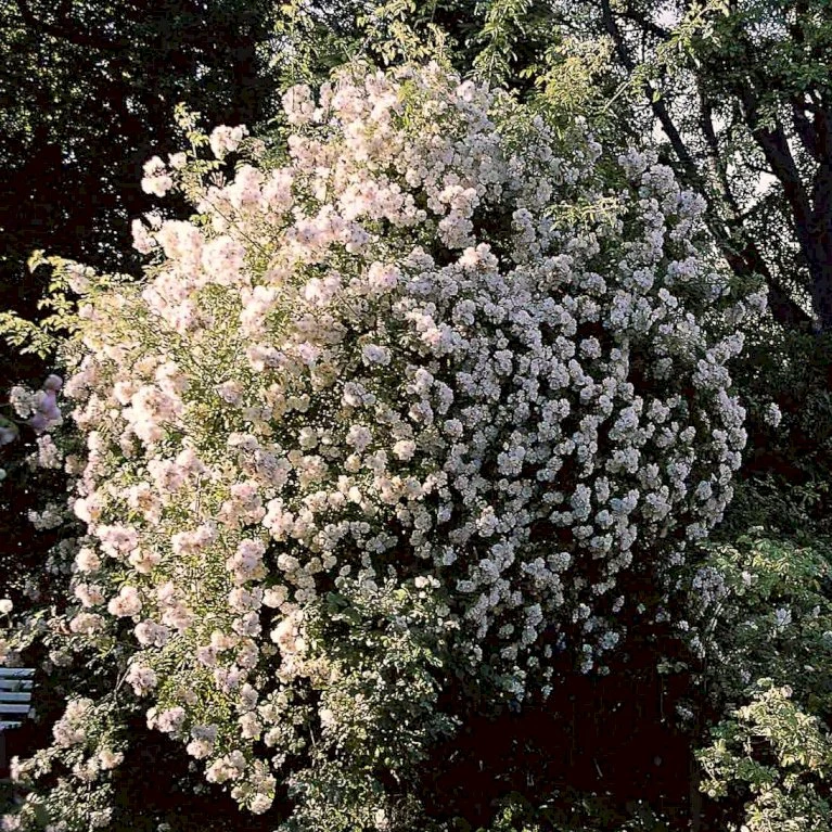 'Lykkefund' Rosa Helenae 'Lykkefund' (Slyngrose) A-Kvalitet,- Barrods Roser Min. 3 Grene 4 'Lykkefund' Rosa Helenae 'Lykkefund' (Slyngrose) A-Kvalitet,- Barrods Roser Min. 3 Grene - Billede 4