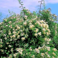 'Lykkefund' Rosa Helenae 'Lykkefund' (Slyngrose) A-Kvalitet,- Barrods Roser Min. 3 Grene 14 'Lykkefund' Rosa Helenae 'Lykkefund' (Slyngrose) A-Kvalitet,- Barrods Roser Min. 3 Grene -Osmo Salgsbutik p890 52452 rosa helenae lykkefund slyngrose 2f4a