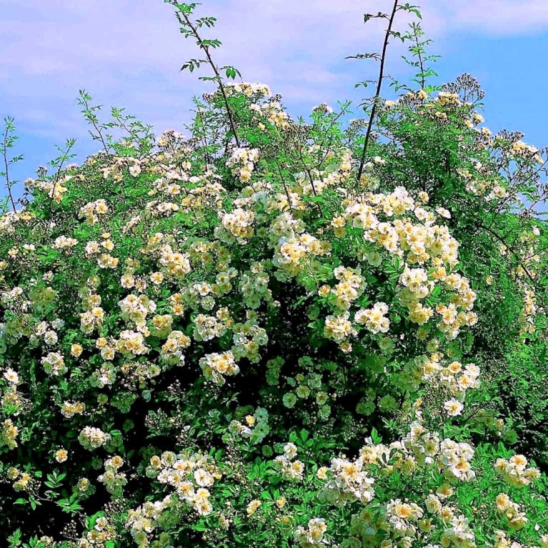 'Lykkefund' Rosa Helenae 'Lykkefund' (Slyngrose) A-Kvalitet,- Barrods Roser Min. 3 Grene 5 'Lykkefund' Rosa Helenae 'Lykkefund' (Slyngrose) A-Kvalitet,- Barrods Roser Min. 3 Grene - Billede 5