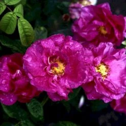 'Officinalis' Rosa Gallica 'Officinalis' (Gallicarose) A-Kvalitet,- Barrods Roser Min. 3 Grene -Osmo Salgsbutik p895 52483 rosa gallica officinalis gallicarose 75ca