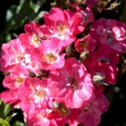 'Robin Hood' Rosa Moschata 'Robin Hood' (Moskusrose) A-Kvalitet,- Barrods Roser Min. 3 Grene