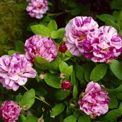 'Rosa Mundi' Rosa Gallica 'Rosa Mundi' (Gallicarose) A-Kvalitet,- Barrods Roser Min. 3 Grene -Osmo Salgsbutik p899 52872 rosa gallica rosa mundi gallicarose 2549