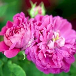 'Rose De Rescht' Rosa Bifera 'Rose De Rescht' (Damascenerrose) A-Kvalitet,- Barrods Roser Min. 3 Grene -Osmo Salgsbutik p900 52878 rosa bifera rose de rescht damascenerrose 717f