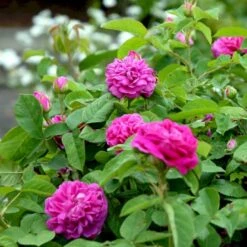 'Rose De Rescht' Rosa Bifera 'Rose De Rescht' (Damascenerrose) A-Kvalitet,- Barrods Roser Min. 3 Grene -Osmo Salgsbutik p900 52879 rosa bifera rose de rescht damascenerrose 6b06