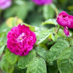 'Rose De Rescht' Rosa Bifera 'Rose De Rescht' (Damascenerrose) A-Kvalitet,- Barrods Roser Min. 3 Grene -Osmo Salgsbutik p900 52880 rosa bifera rose de rescht damascenerrose 8374