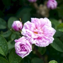 'Salet' Rosa Centifolia Muscosa 'Salet' (Mosrose) A-Kvalitet,- Barrods Roser Min. 3 Grene