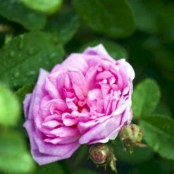 'Salet' Rosa Centifolia Muscosa 'Salet' (Mosrose) A-Kvalitet,- Barrods Roser Min. 3 Grene -Osmo Salgsbutik p901 52888 rosa centifolia muscosa salet mosrose e162