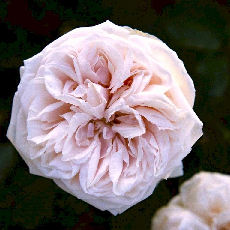 'Souvenier De La Malmaison' Rosa Bourboniana 'Souvenier De La Malmaison' (Bourbonrose) A-Kvalitet,- Barrods Roser Min. 3 Grene 1 'Souvenier De La Malmaison' Rosa Bourboniana 'Souvenier De La Malmaison' (Bourbonrose) A-Kvalitet,- Barrods Roser Min. 3 Grene