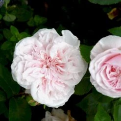 'Souvenier De La Malmaison' Rosa Bourboniana 'Souvenier De La Malmaison' (Bourbonrose) A-Kvalitet,- Barrods Roser Min. 3 Grene 9 'Souvenier De La Malmaison' Rosa Bourboniana 'Souvenier De La Malmaison' (Bourbonrose) A-Kvalitet,- Barrods Roser Min. 3 Grene -Osmo Salgsbutik p903 53284 rosa bourboniana souvenier de la malmaison bourbonrose 959c