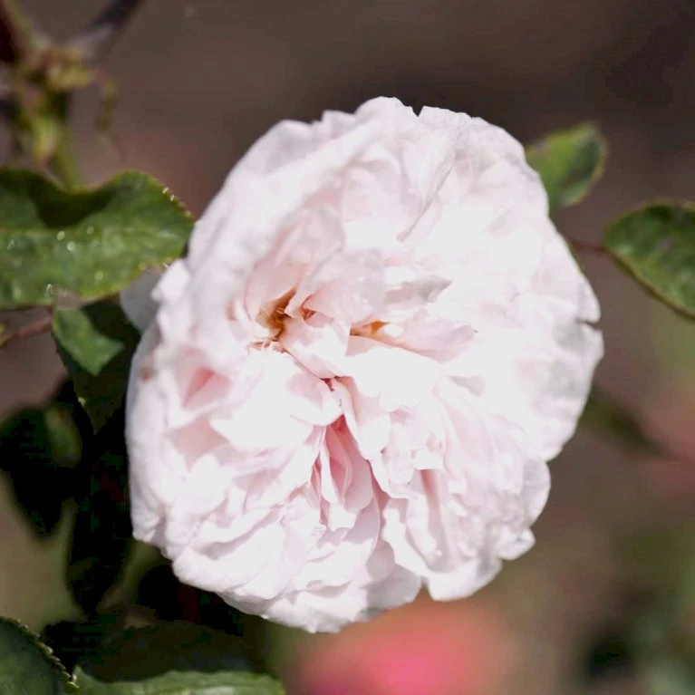 'Souvenier De La Malmaison' Rosa Bourboniana 'Souvenier De La Malmaison' (Bourbonrose) A-Kvalitet,- Barrods Roser Min. 3 Grene 4 'Souvenier De La Malmaison' Rosa Bourboniana 'Souvenier De La Malmaison' (Bourbonrose) A-Kvalitet,- Barrods Roser Min. 3 Grene - Billede 4