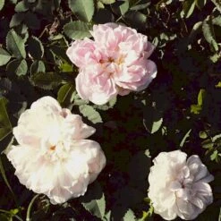 'Stanwell Perpetual' Rosa Pimpinellifolia 'Stanwell Perpetual' (Klitrose) A-Kvalitet,- Barrods Roser Min. 3 Grene -Osmo Salgsbutik p905 52908 rosa pimpinellifolia stanwell perpetual buskrose 4fe9