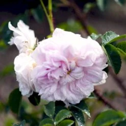 'Stanwell Perpetual' Rosa Pimpinellifolia 'Stanwell Perpetual' (Klitrose) A-Kvalitet,- Barrods Roser Min. 3 Grene -Osmo Salgsbutik p905 52909 rosa pimpinellifolia stanwell perpetual buskrose 8483