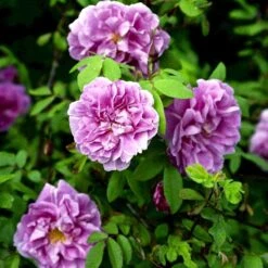 Rynket Rose 'Thérèse Bugnet' Rosa Rugosa 'Thérèse Bugnet' A-Kvalitet,- Barrods Roser Min. 3 Grene -Osmo Salgsbutik p906 52282 rosa rugosa therese bugnet 13c7