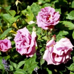 'Zéphirine Drouhin' Rosa Bourboniana 'Zéphirine Drouhin' (Bourbonrose) A-Kvalitet,- Barrods Roser Min. 3 Grene -Osmo Salgsbutik p909 52940 rosa bourboniana zephirine drouhin bourbonrose 8263