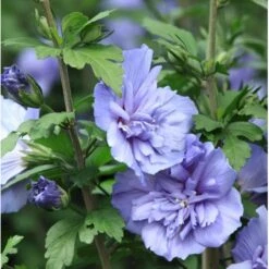 Syrisk Rose 'Blue Chiffon' Hibiscus Syriacus 'Blue Chiffon' Potte 4,0 Liter,- 50-60 Cm. 9 Syrisk Rose 'Blue Chiffon' Hibiscus Syriacus 'Blue Chiffon' Potte 4,0 Liter,- 50-60 Cm. -Osmo Salgsbutik p9512 36147 hibiscus syriacus blue chiffon 0e99