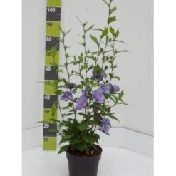 Syrisk Rose 'Blue Chiffon' Hibiscus Syriacus 'Blue Chiffon' Potte 4,0 Liter,- 50-60 Cm.