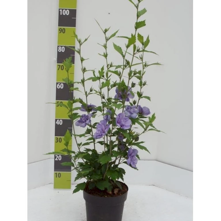Syrisk Rose 'Blue Chiffon' Hibiscus Syriacus 'Blue Chiffon' Potte 4,0 Liter,- 50-60 Cm. 1 Syrisk Rose 'Blue Chiffon' Hibiscus Syriacus 'Blue Chiffon' Potte 4,0 Liter,- 50-60 Cm.