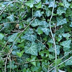 Småbladet Efeu Hedera Helix Potte 2,0 Liter,- Opbundet -Osmo Salgsbutik p987 48705 hedera helix b1d0