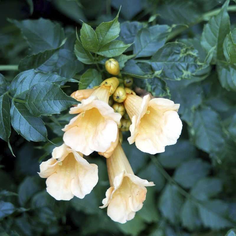 Forside -Osmo Salgsbutik campsis radicans flava